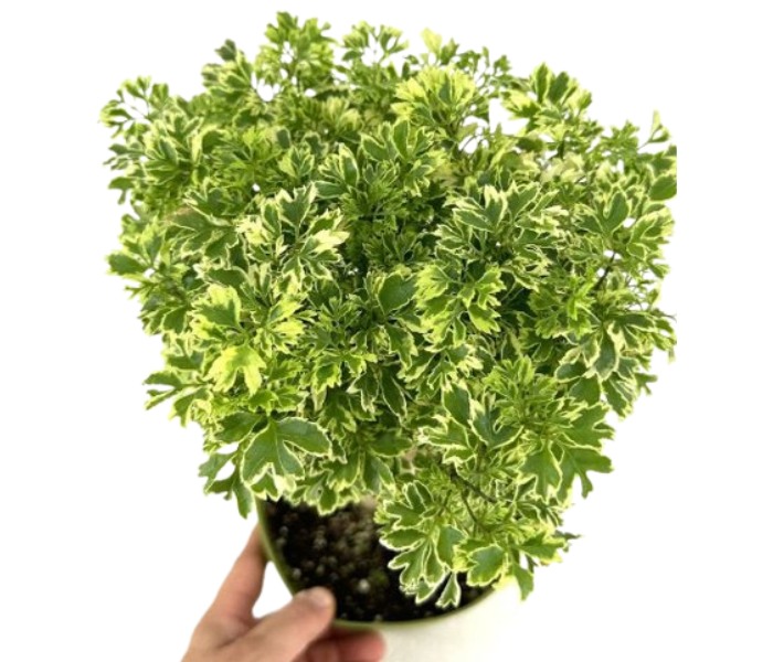 Leafy Elegance: The Polyscias fruticosa Live Plant With Poly Bag 