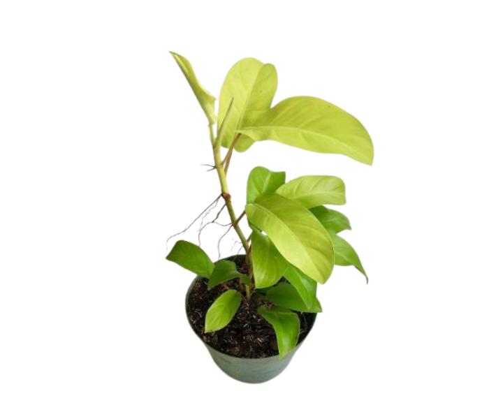 Philodendron ceylon Golden Live Plant With 5
