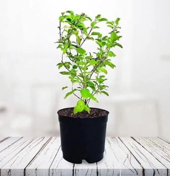 Tulsi plant (holy basil) medicinal plant with free organic soil mixture.
