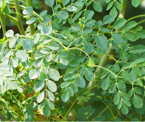 Moringa Plant - Medicinal Plant