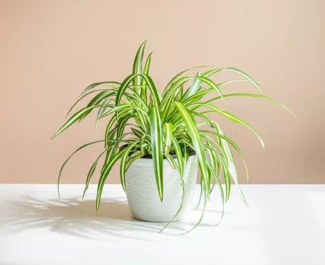 snake-plant-indoor-live-plant-office-desk-balcony-indoor-plants-for-living-room