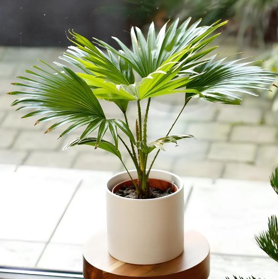 Plant Trees Live Indoor Livistona Chinensis Chinese Fan Plant Tree Air Purifying 