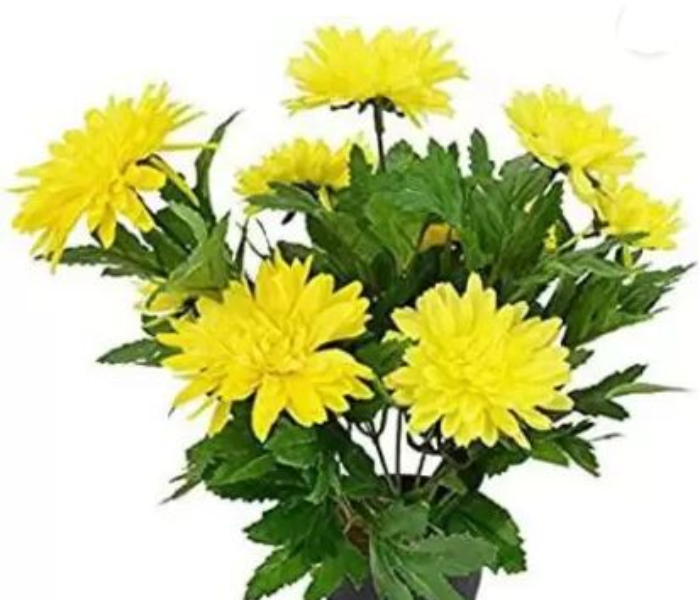 Chrysanthemums/ Guldavari Plant  
