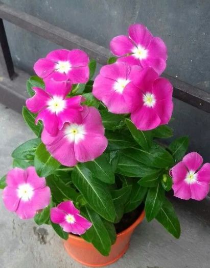  Plant Tree Periwinkle pink&white 