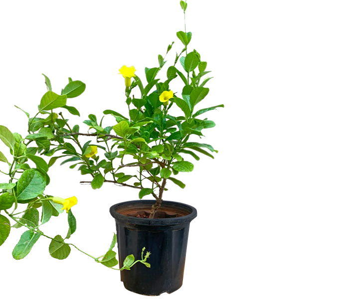 Allamanda Creeper Plant (Yellow)
