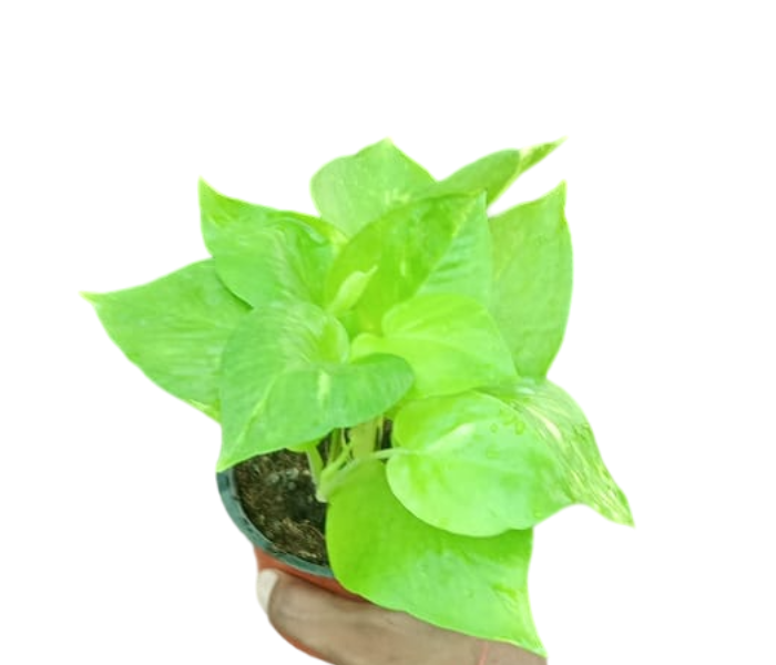 Money Plant Best for Indoor & Outdoor 