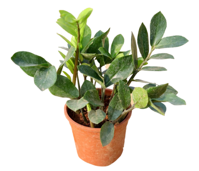 Zz Plant With Plastic Pot 